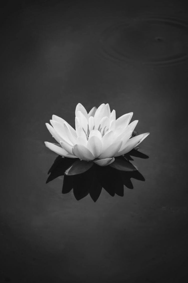 Lily
