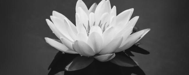 Nénuphar